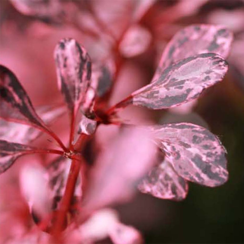 Berberis thunbergii Harlequin