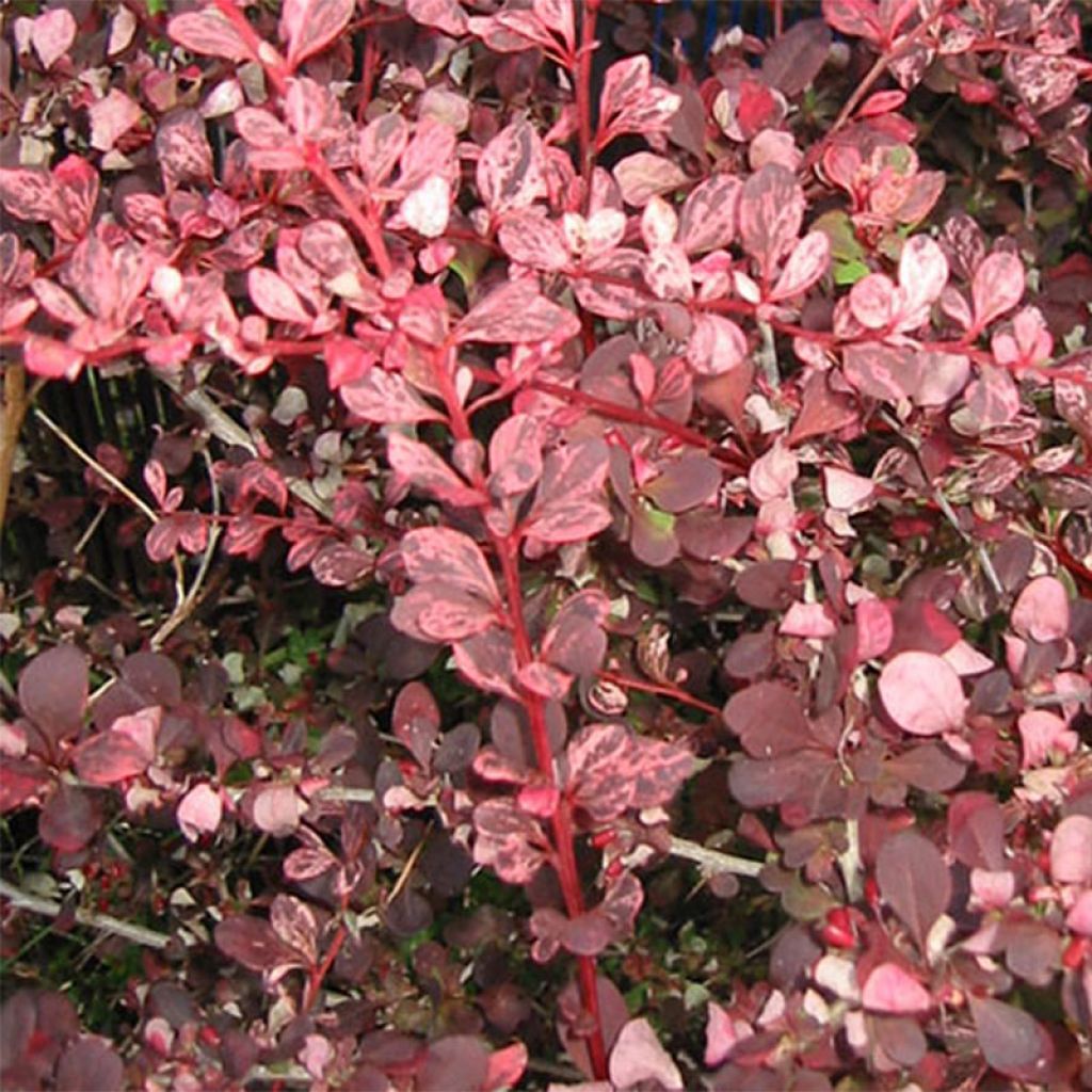 Berberis thunbergii Harlequin