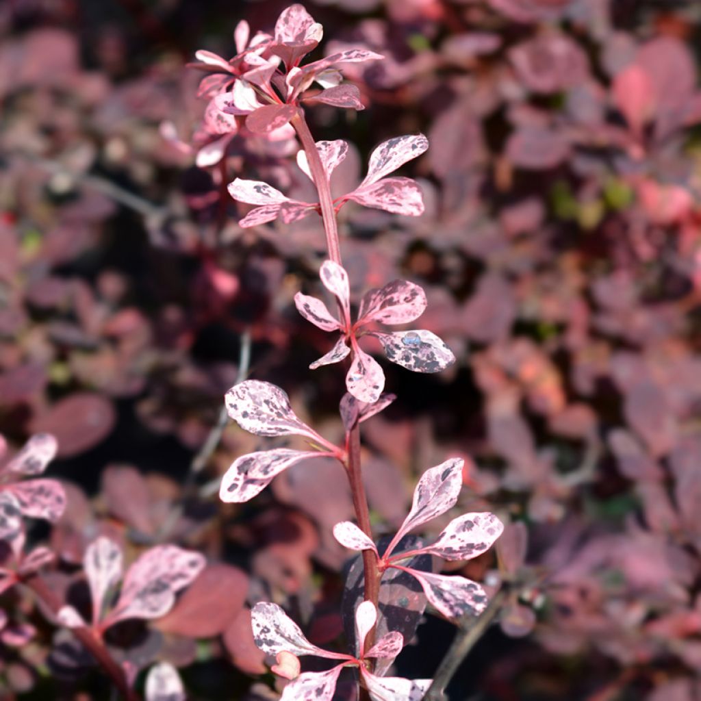 Berberis thunbergii Harlequin