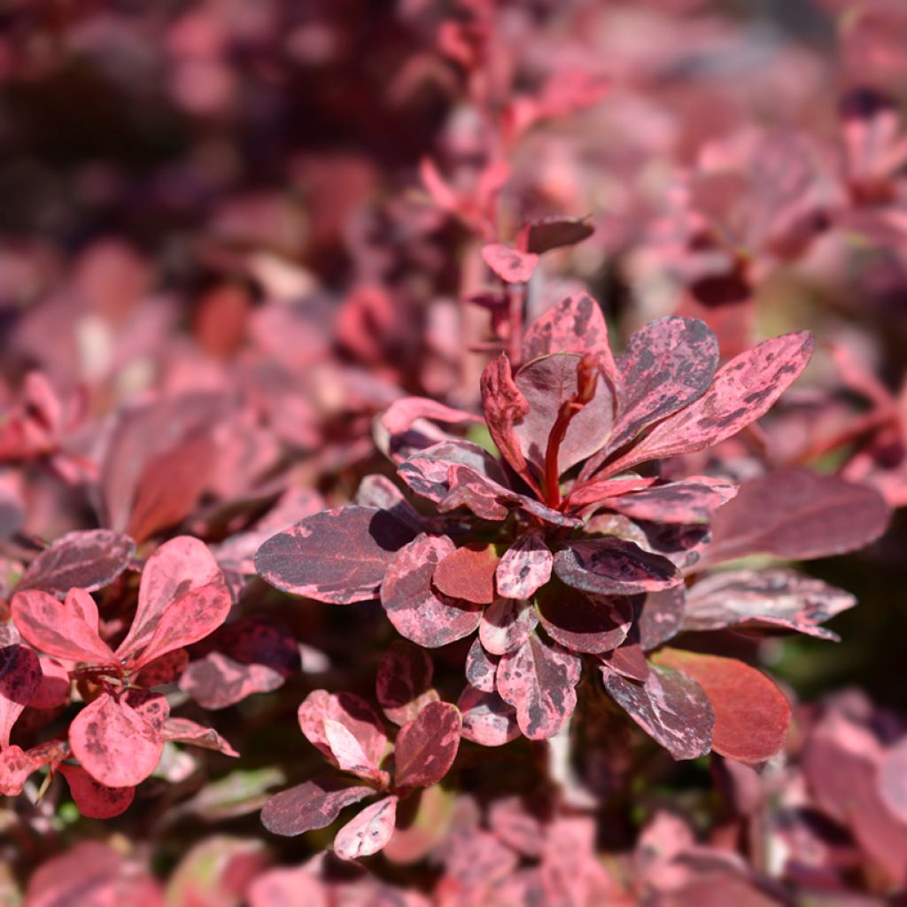 Berberis thunbergii Harlequin