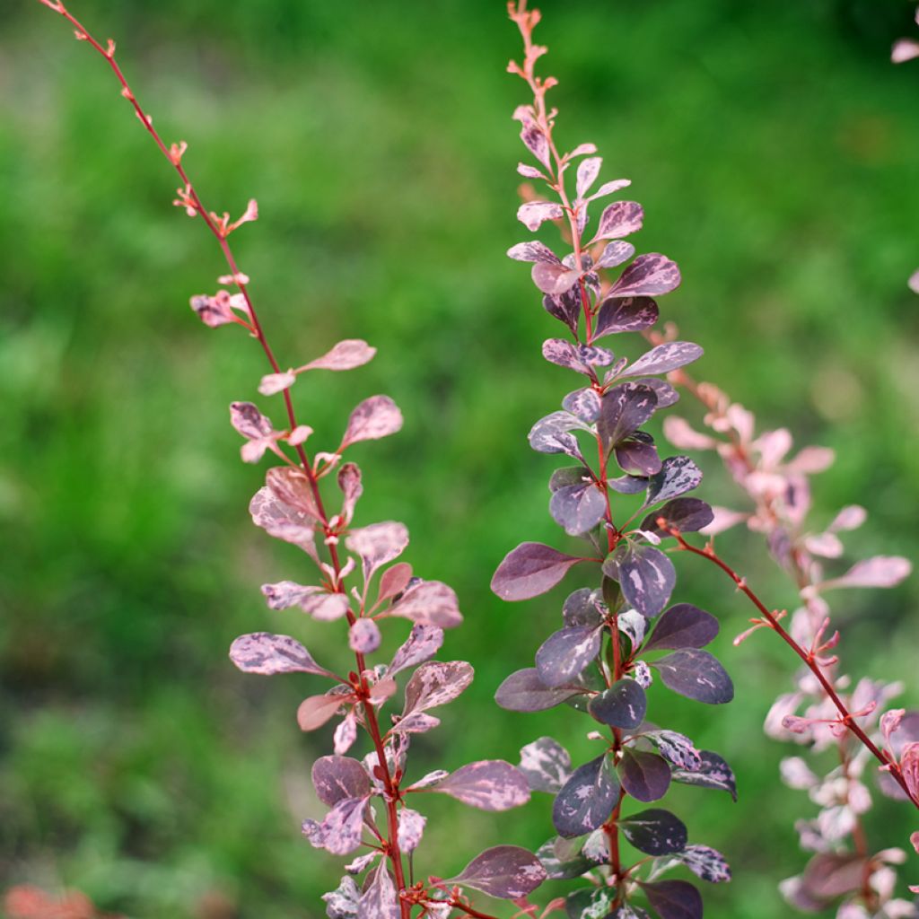 Berberis thunbergii Harlequin