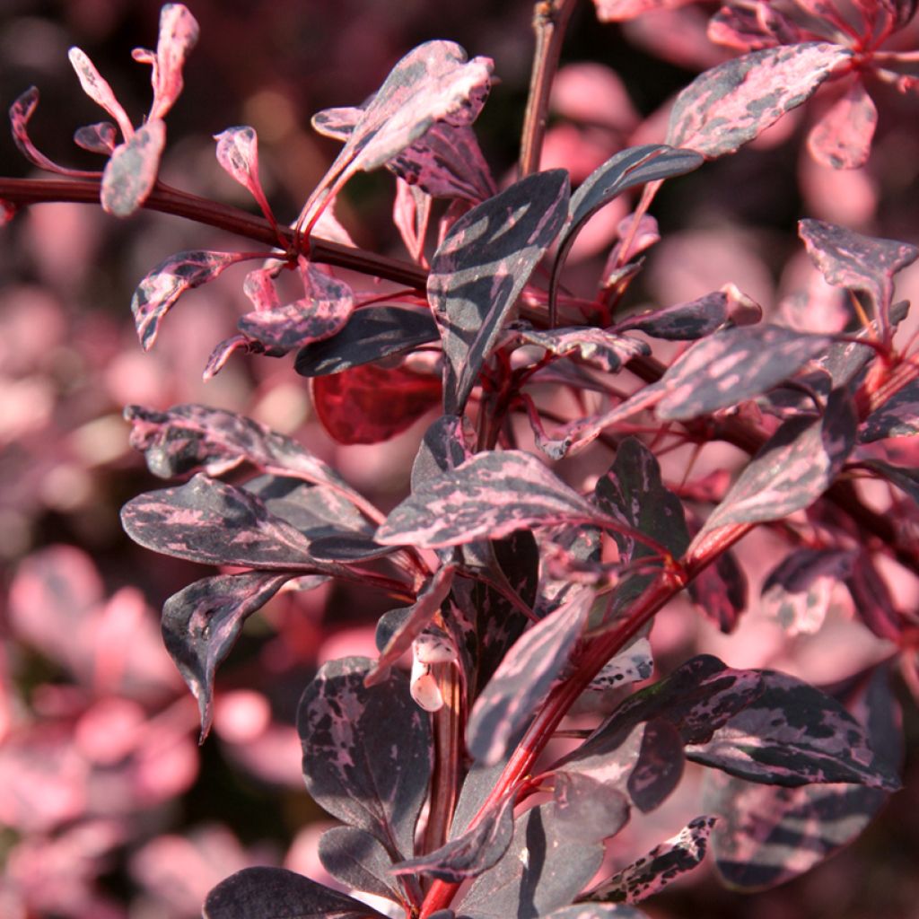 Berberis thunbergii Harlequin