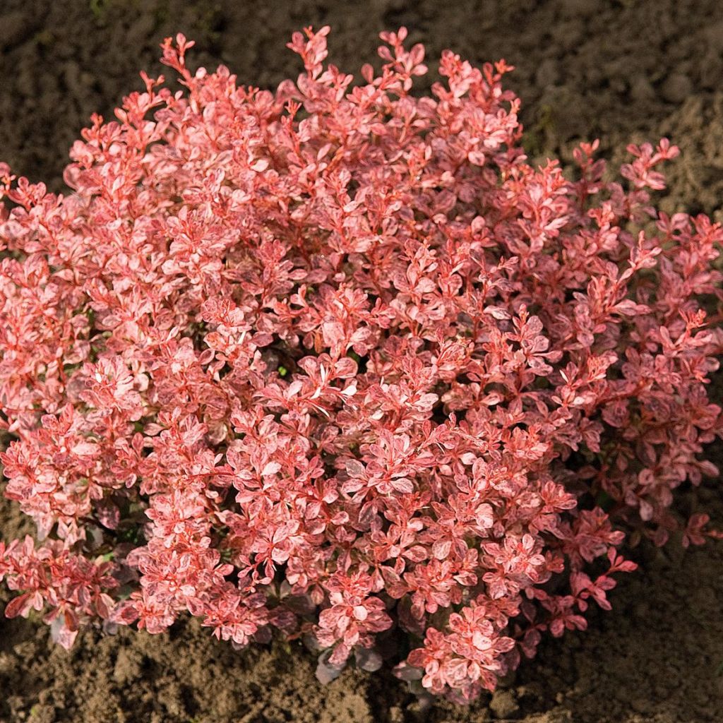 Berberis thunbergii Inspiration