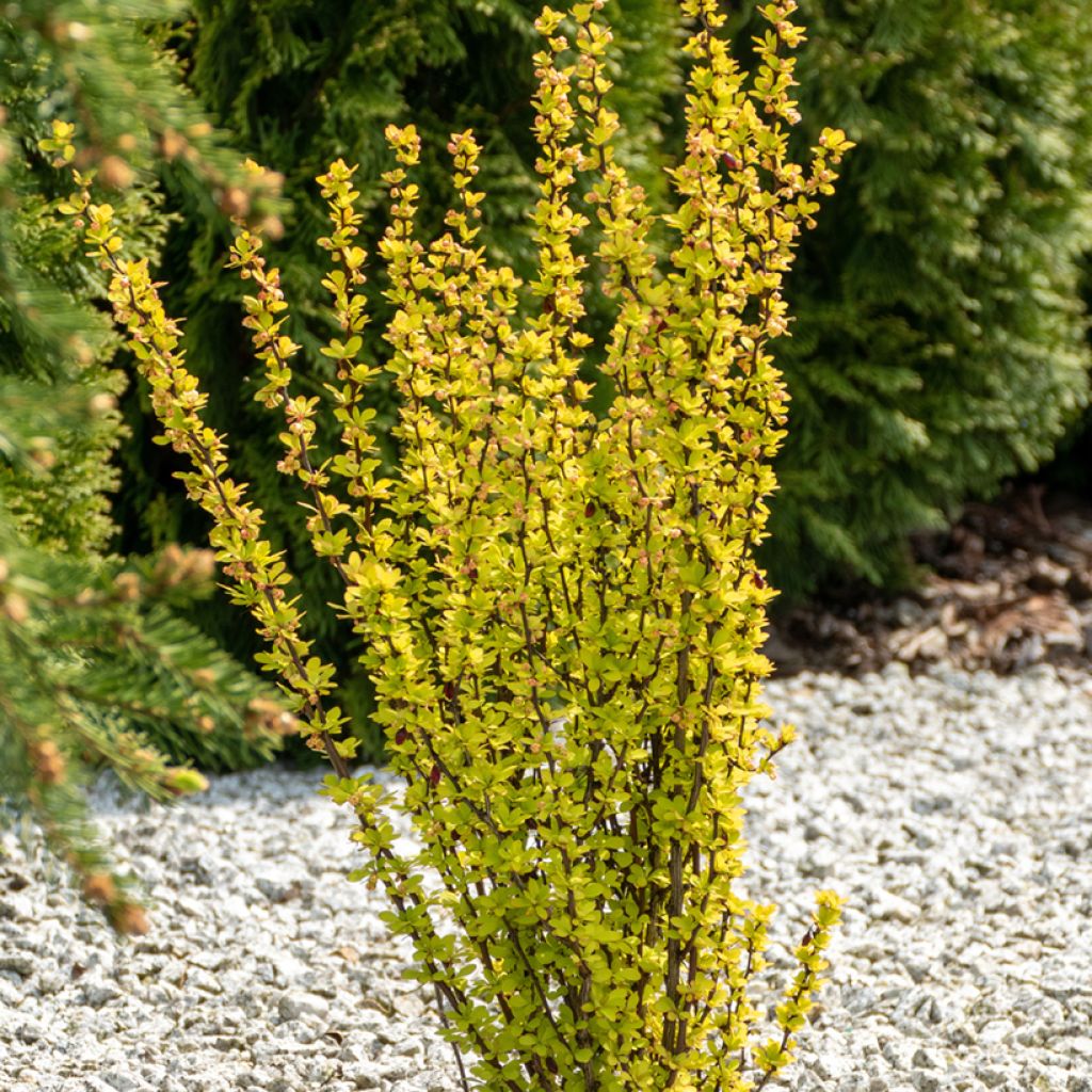 Berberis thunbergii Maria