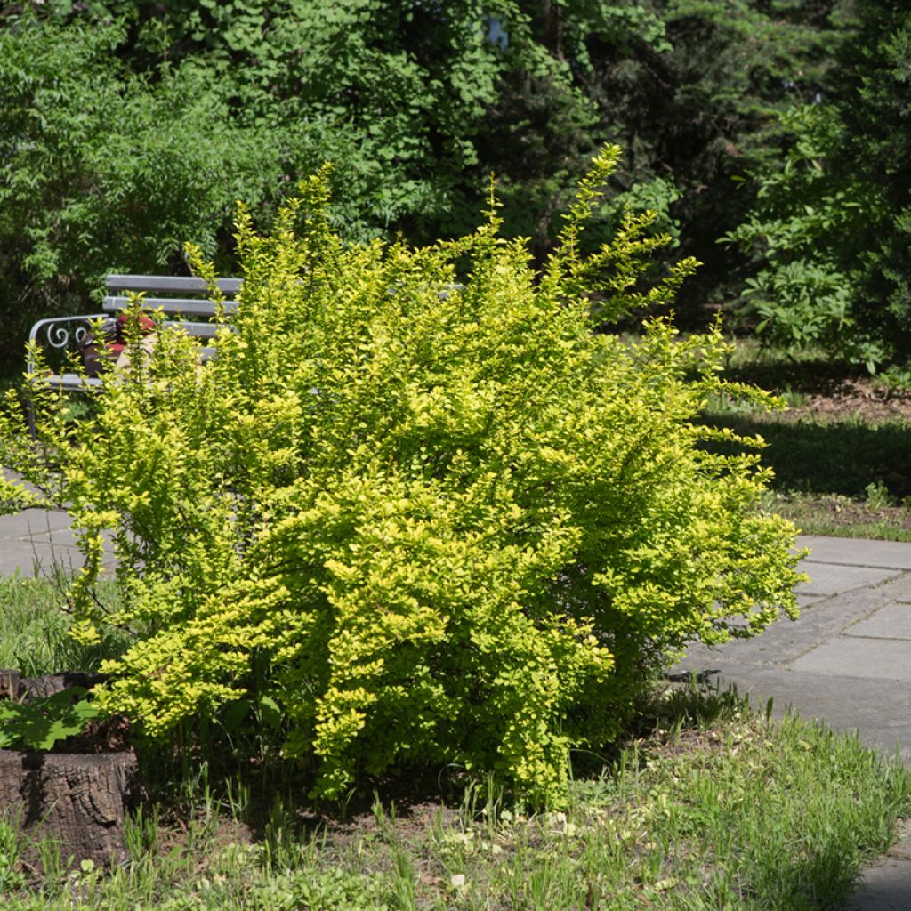 Berberis thunbergii Maria