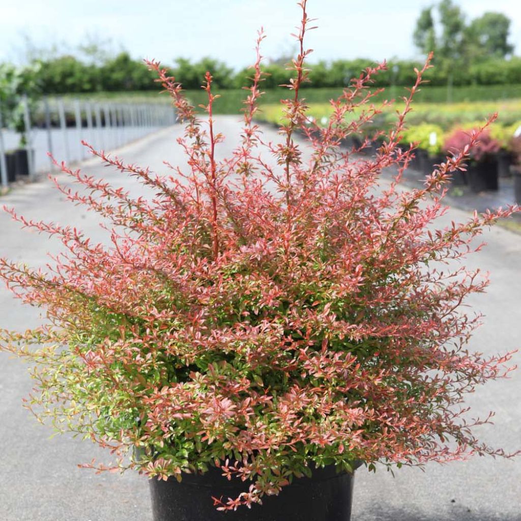 Berberis thunbergii Orange Dream