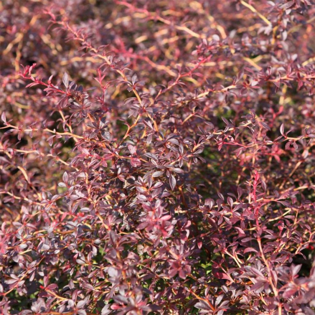 Berberis thunbergii Orange Dream