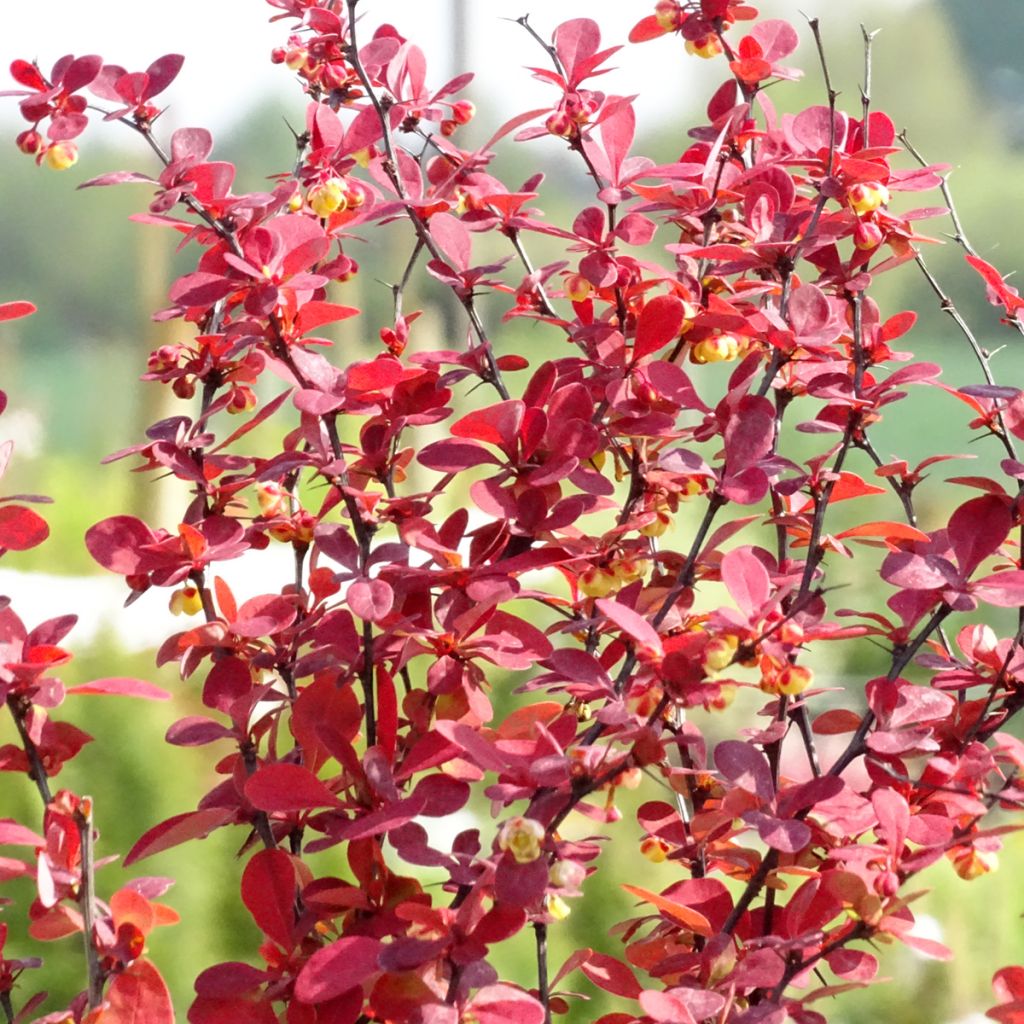 Berberis thunbergii Orange Rocket