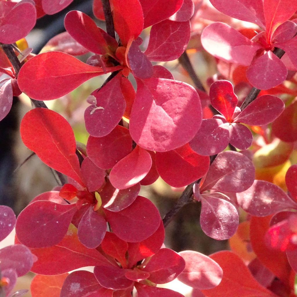 Berberis thunbergii Orange Rocket