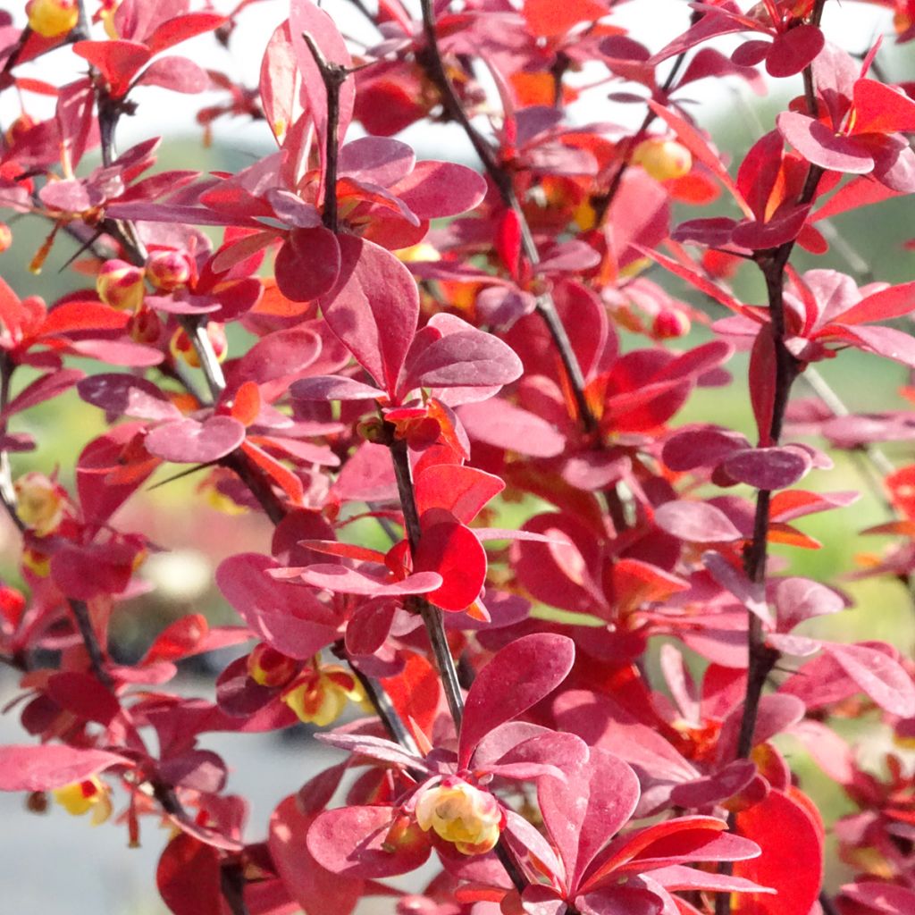 Berberis thunbergii Orange Rocket