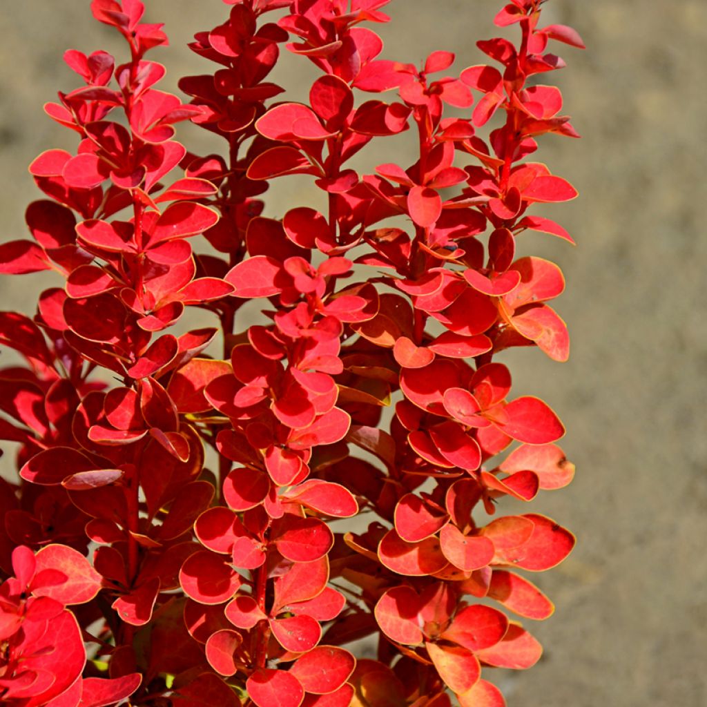 Berberis thunbergii Orange Rocket