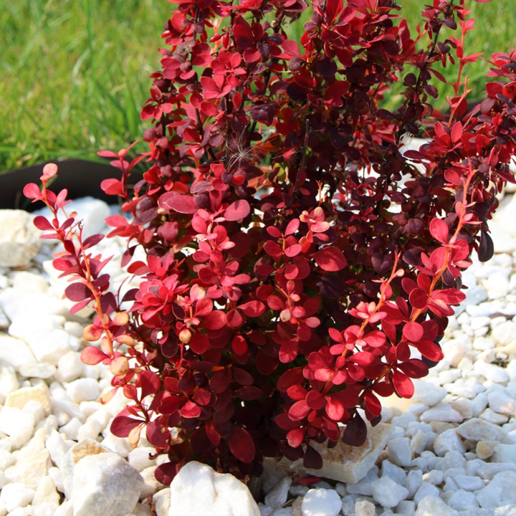 Berberis thunbergii Orange Rocket