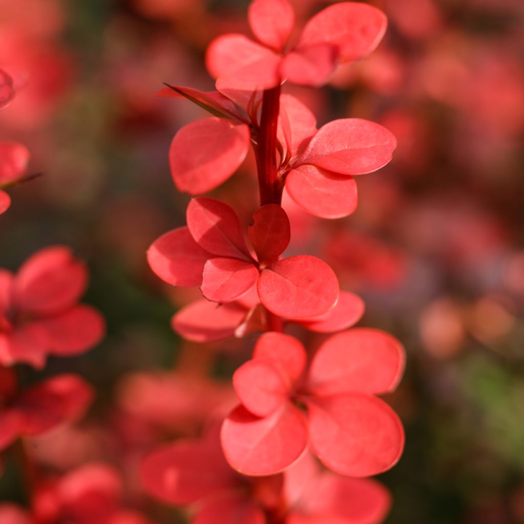 Berberis thunbergii Orange Rocket