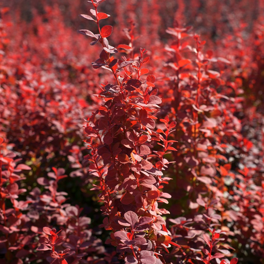 Berberis thunbergii Orange Rocket