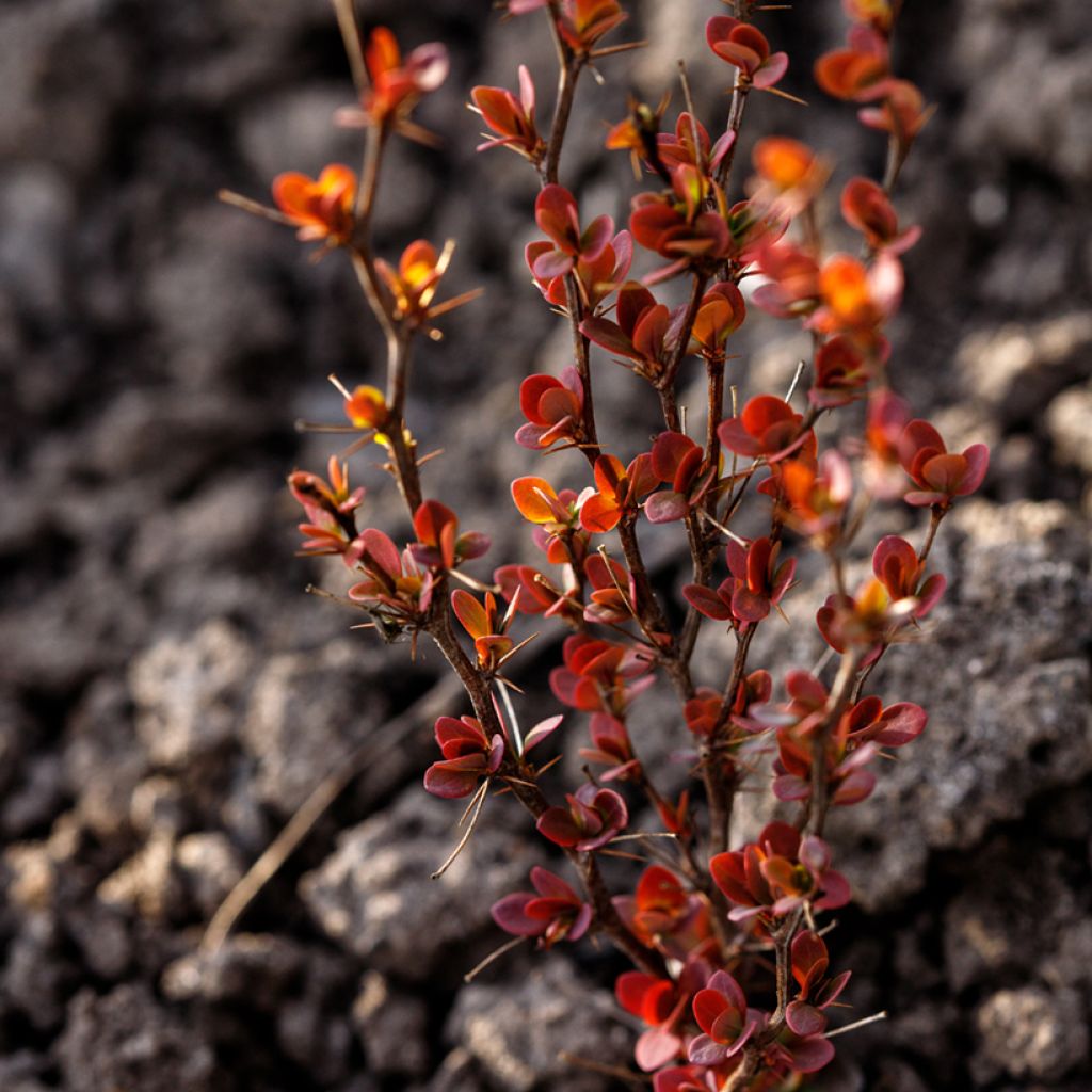 Berberis thunbergii Orange Rocket