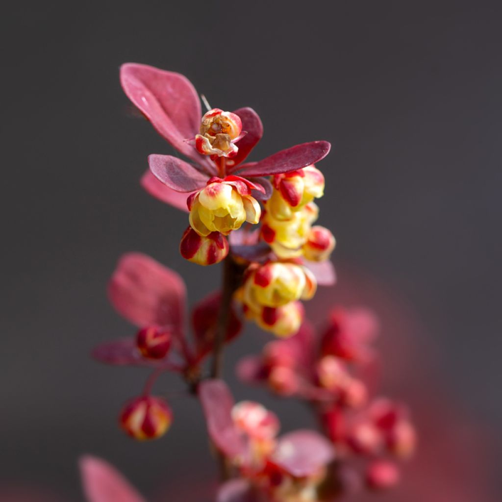 Berberis thunbergii Orange Rocket