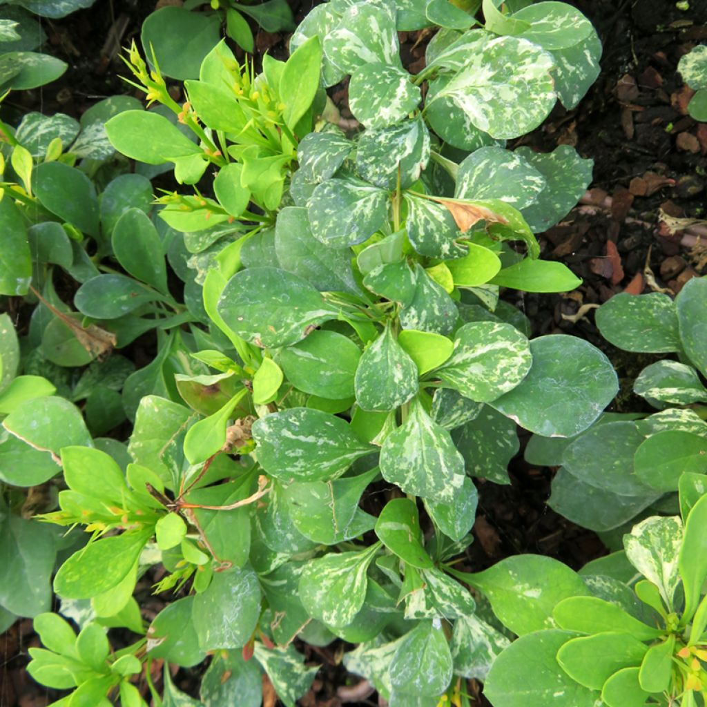 Berberis thunbergii Powwow