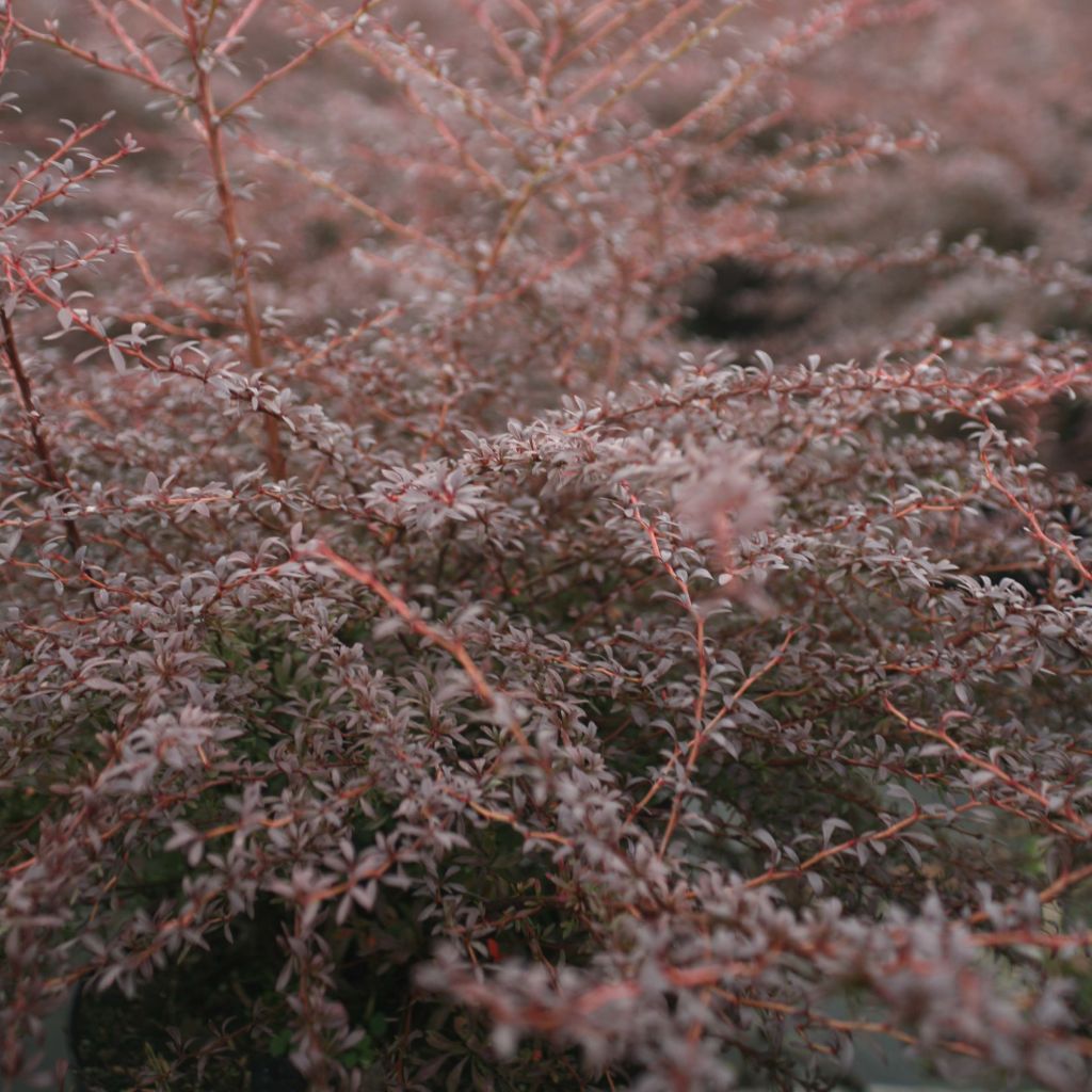 Berberis thunbergii Red Dream