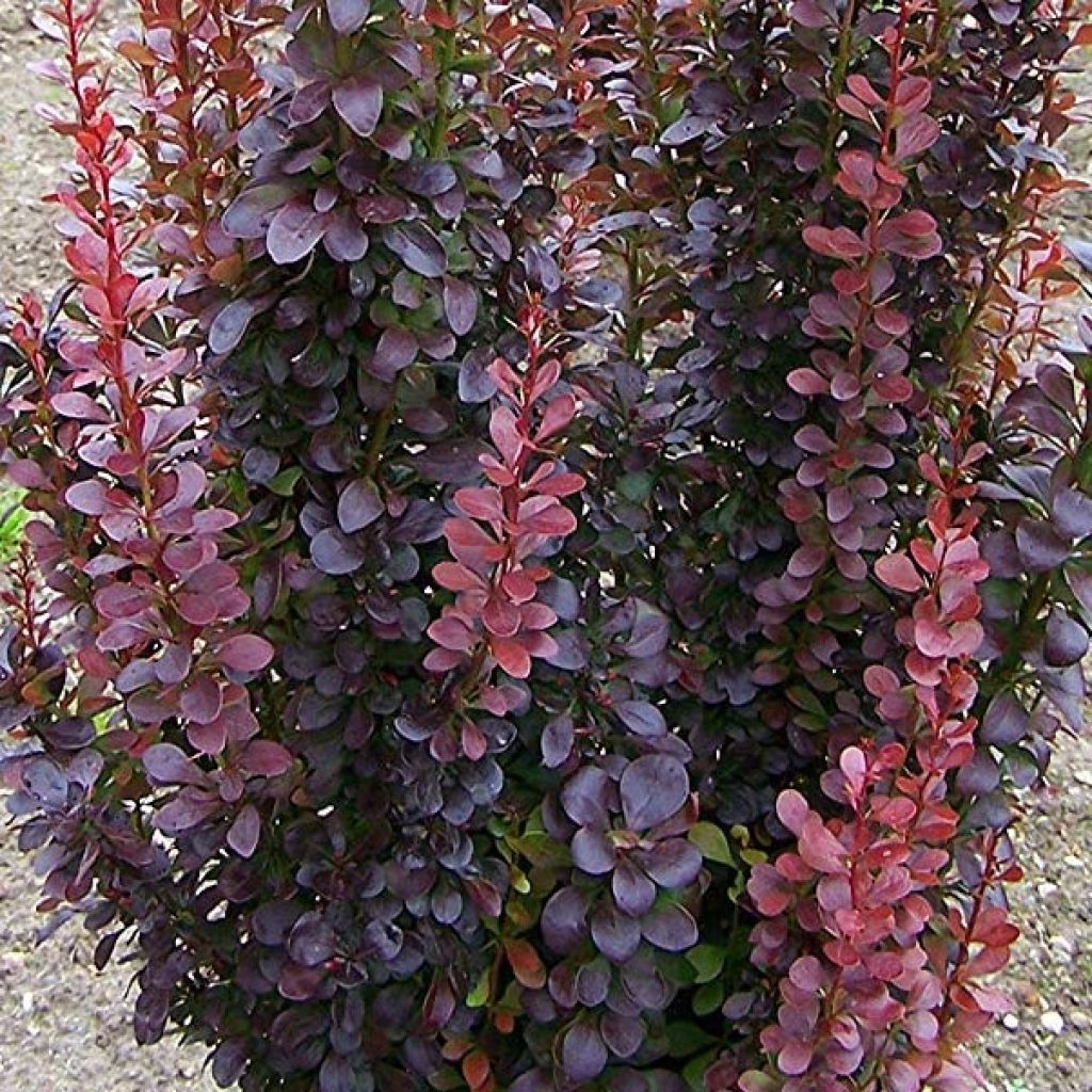 Berberis thunbergii Red Rocket