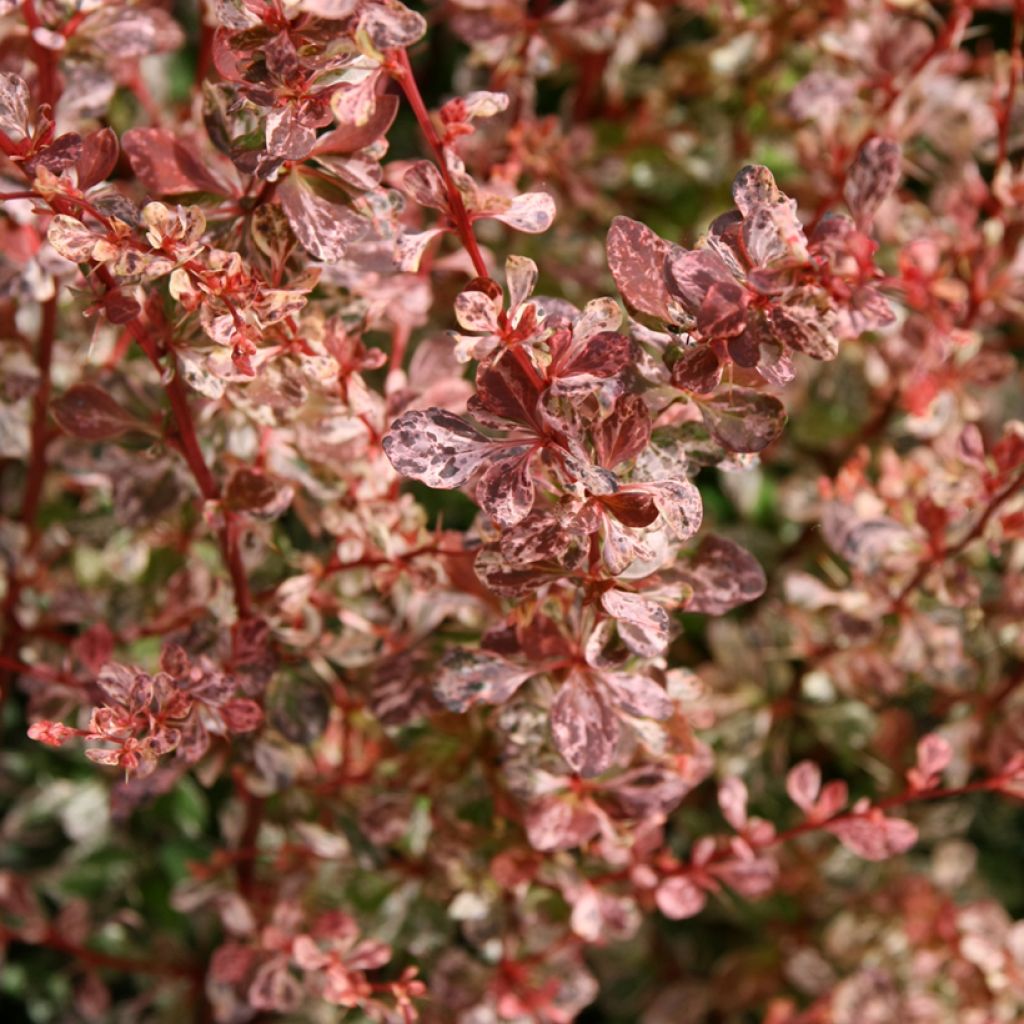 Berberis thunbergii Rosy Glow