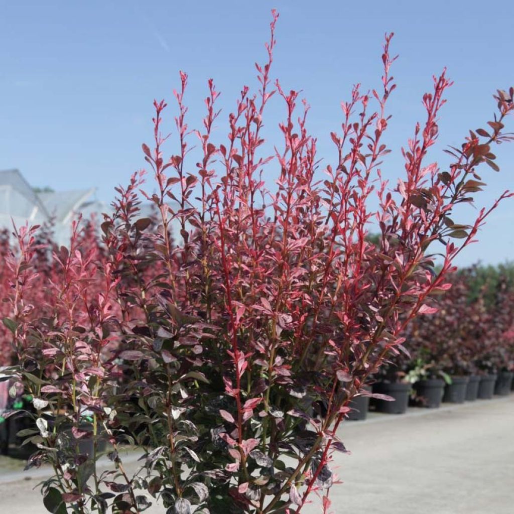 Berberis thunbergii Rosy Rocket