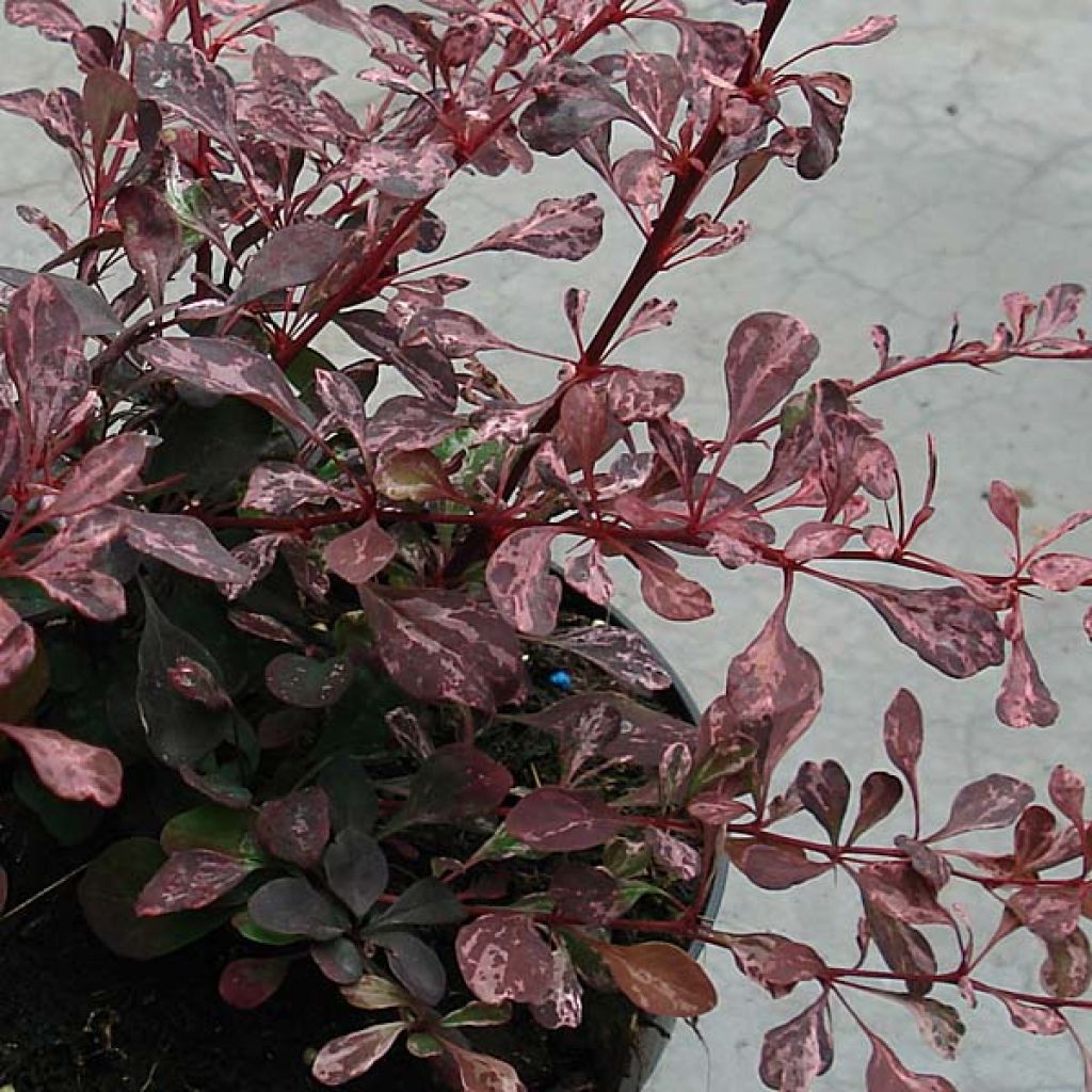 Berberis thunbergii Rosy Glow