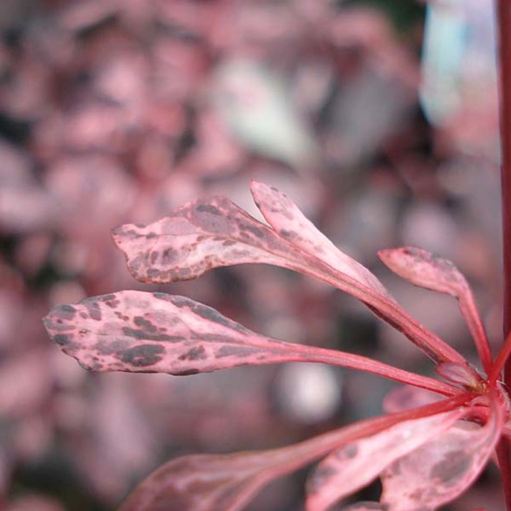 Berberis thunbergii Rosy Glow