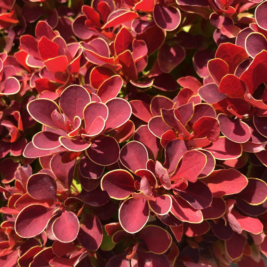 Berberis thunbergii Ruby Star