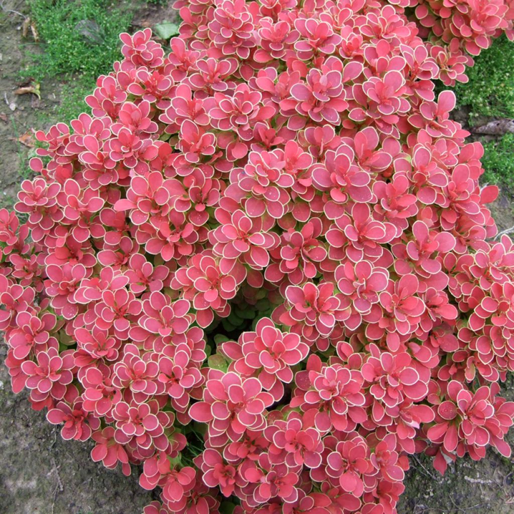 Berberis thunbergii Ruby Star