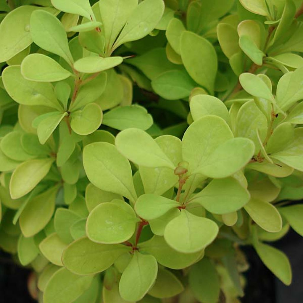 Berberis thunbergii Tiny Gold