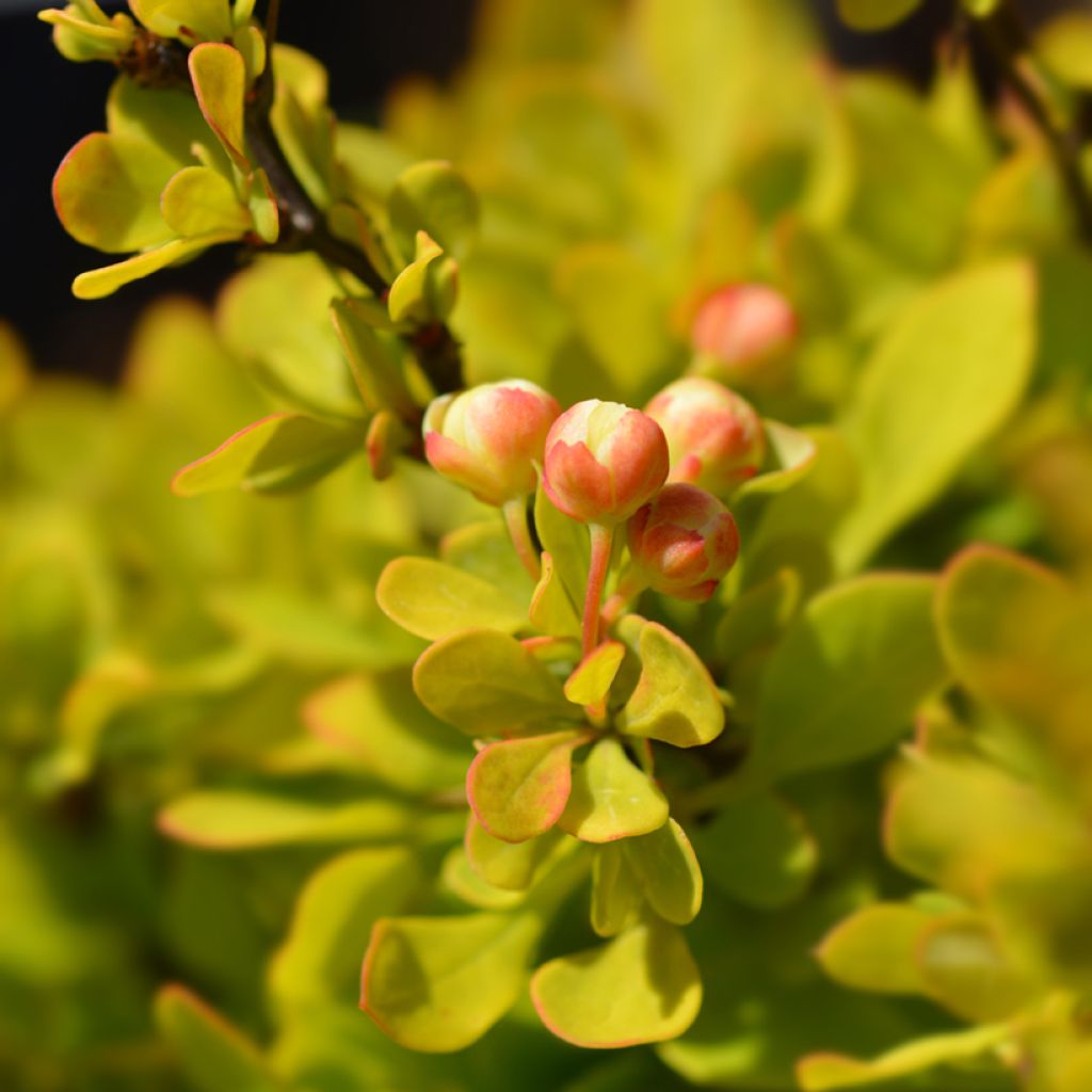 Berberis thunbergii Tiny Gold