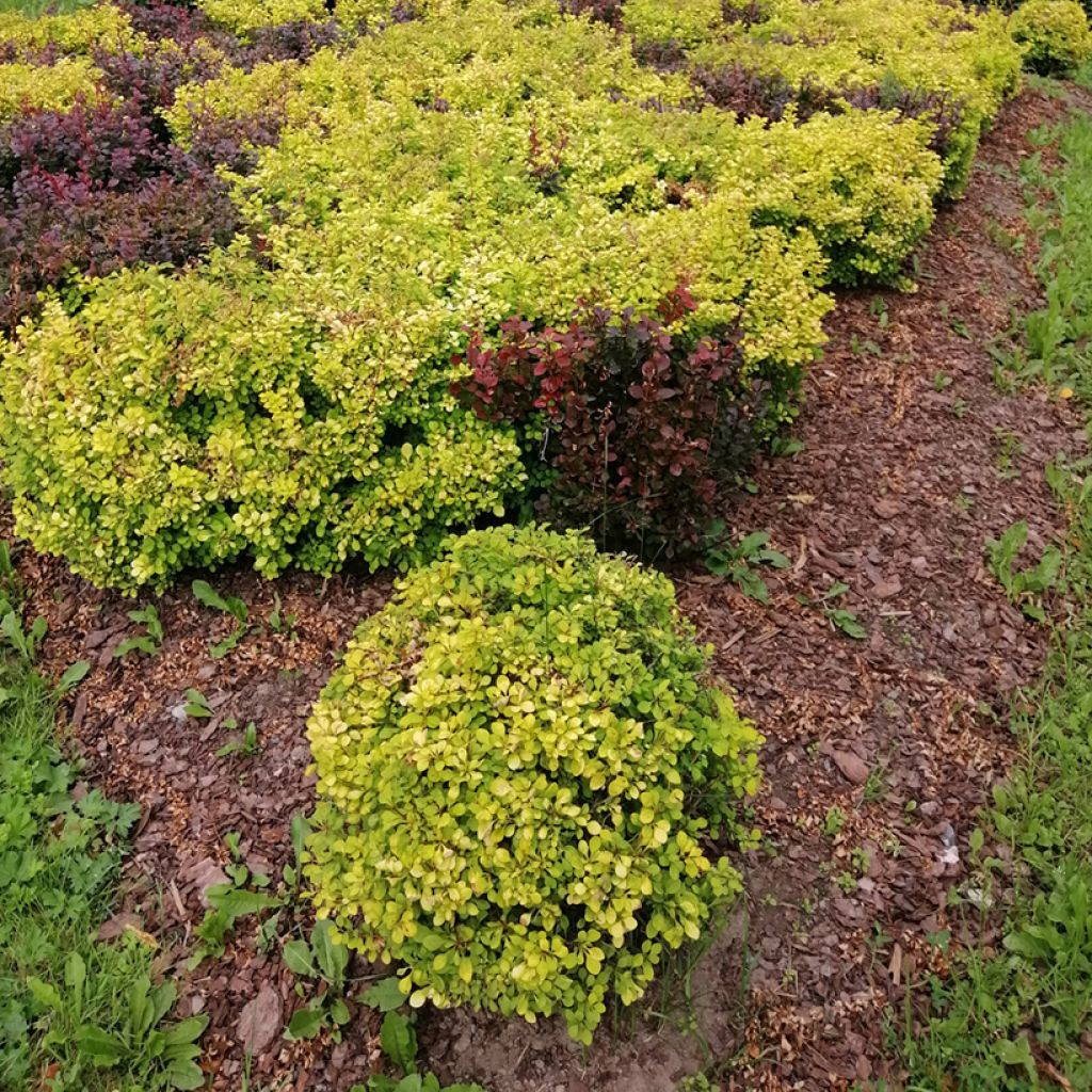 Berberis thunbergii Tiny Gold