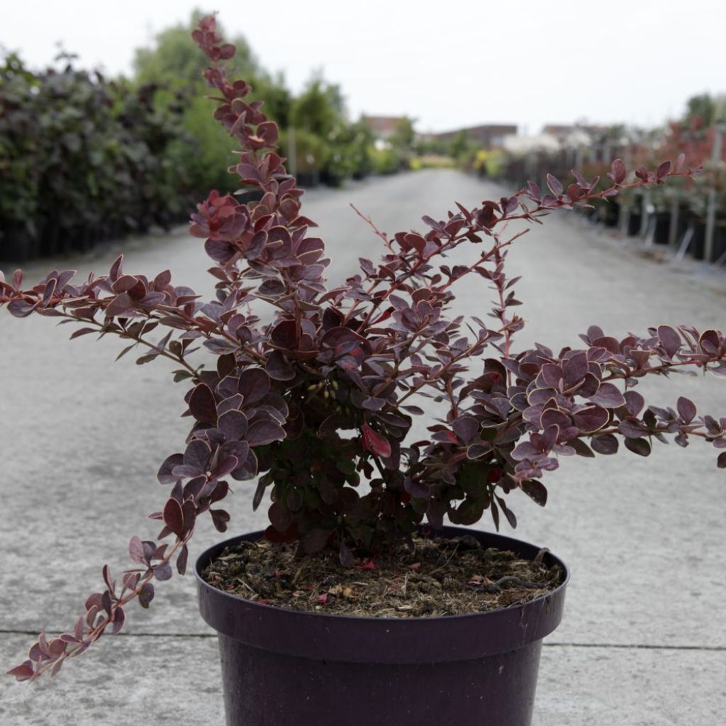 Berberis thunbergii Toscana