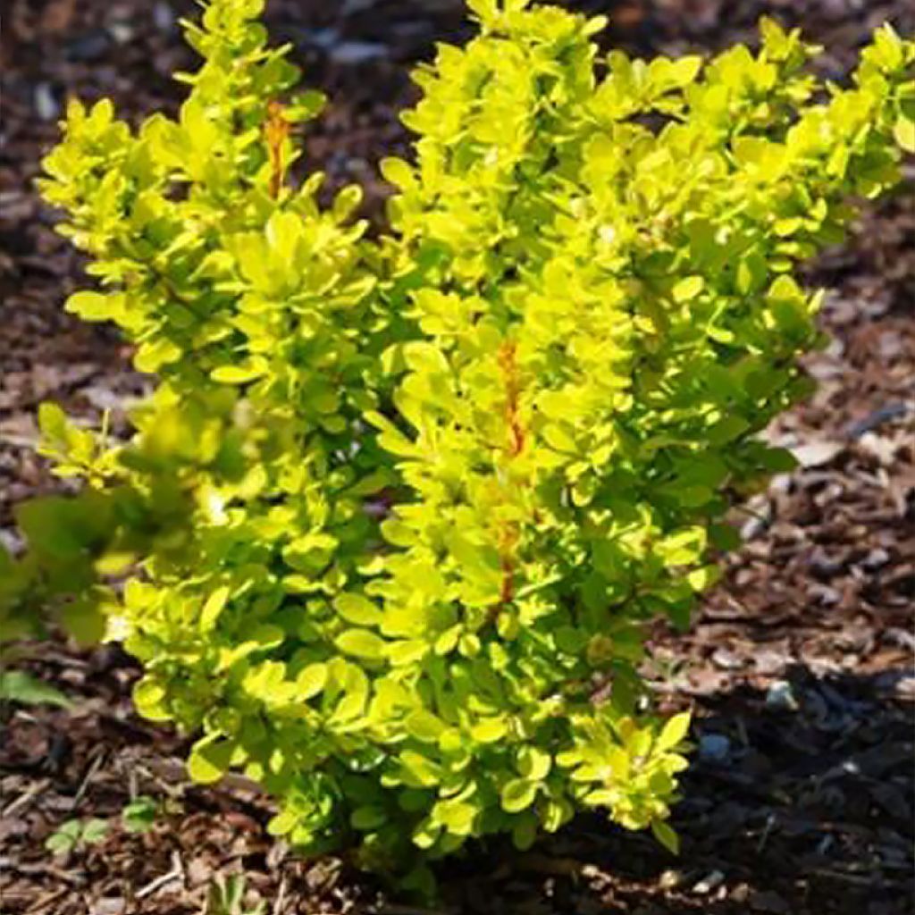 Berberis thunbergii Yellow Tower - Epine-vinette