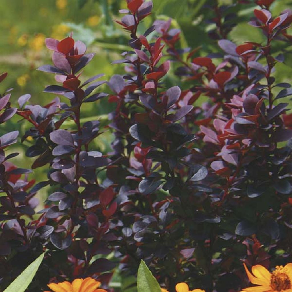 Berberis thunbergii Bagatelle