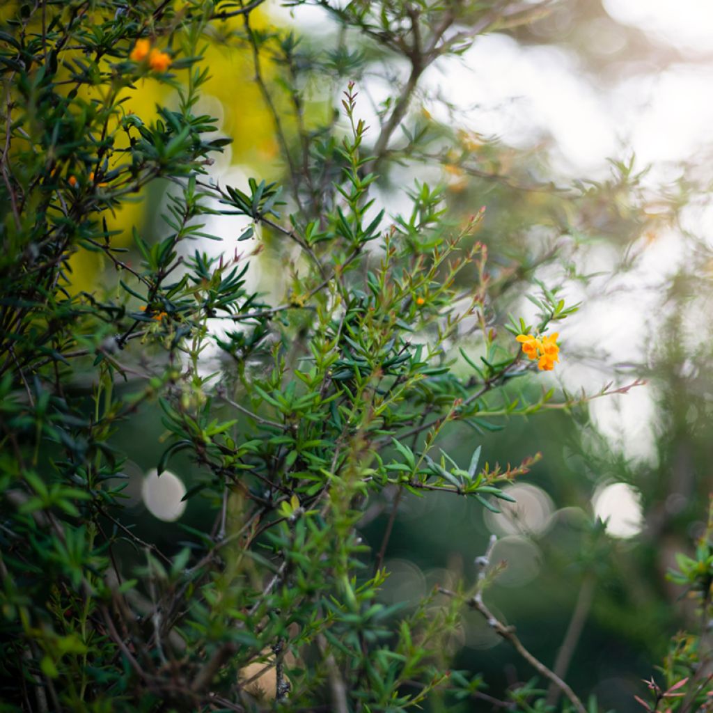 Berberis stenophylla - Schmalblättrige Berberitze