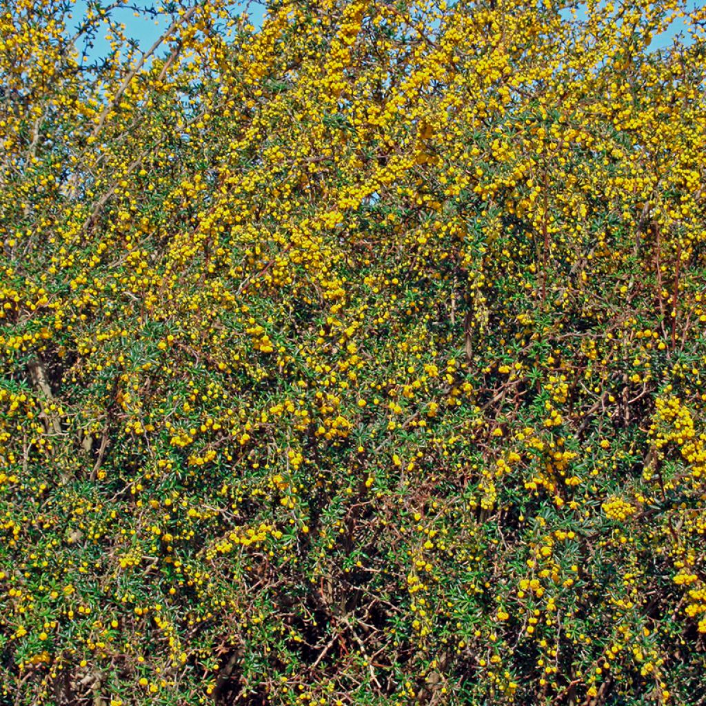 Berberis stenophylla - Schmalblättrige Berberitze