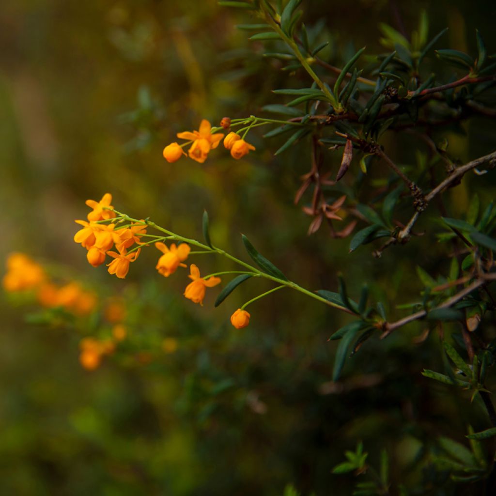 Berberis stenophylla - Schmalblättrige Berberitze