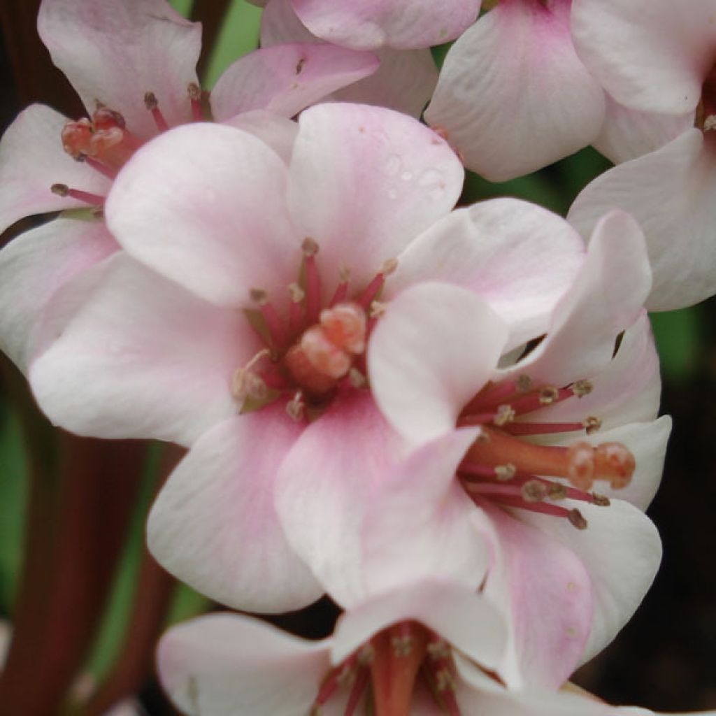 Bergenia Baby Doll - Bergenie