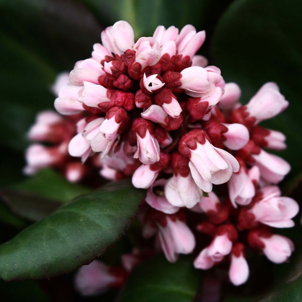 Bergenia Bach - Bergenie