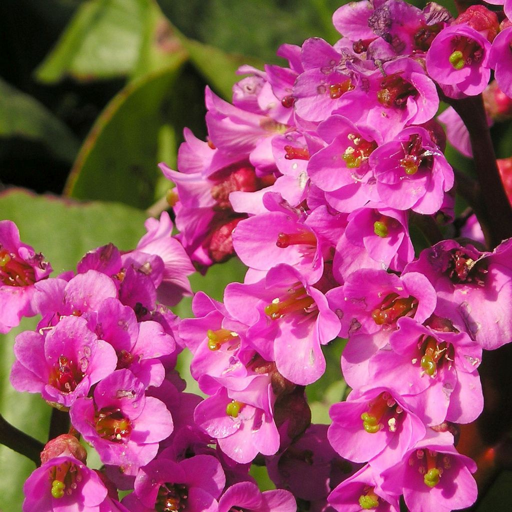 Bergenia Bartok - Bergenie