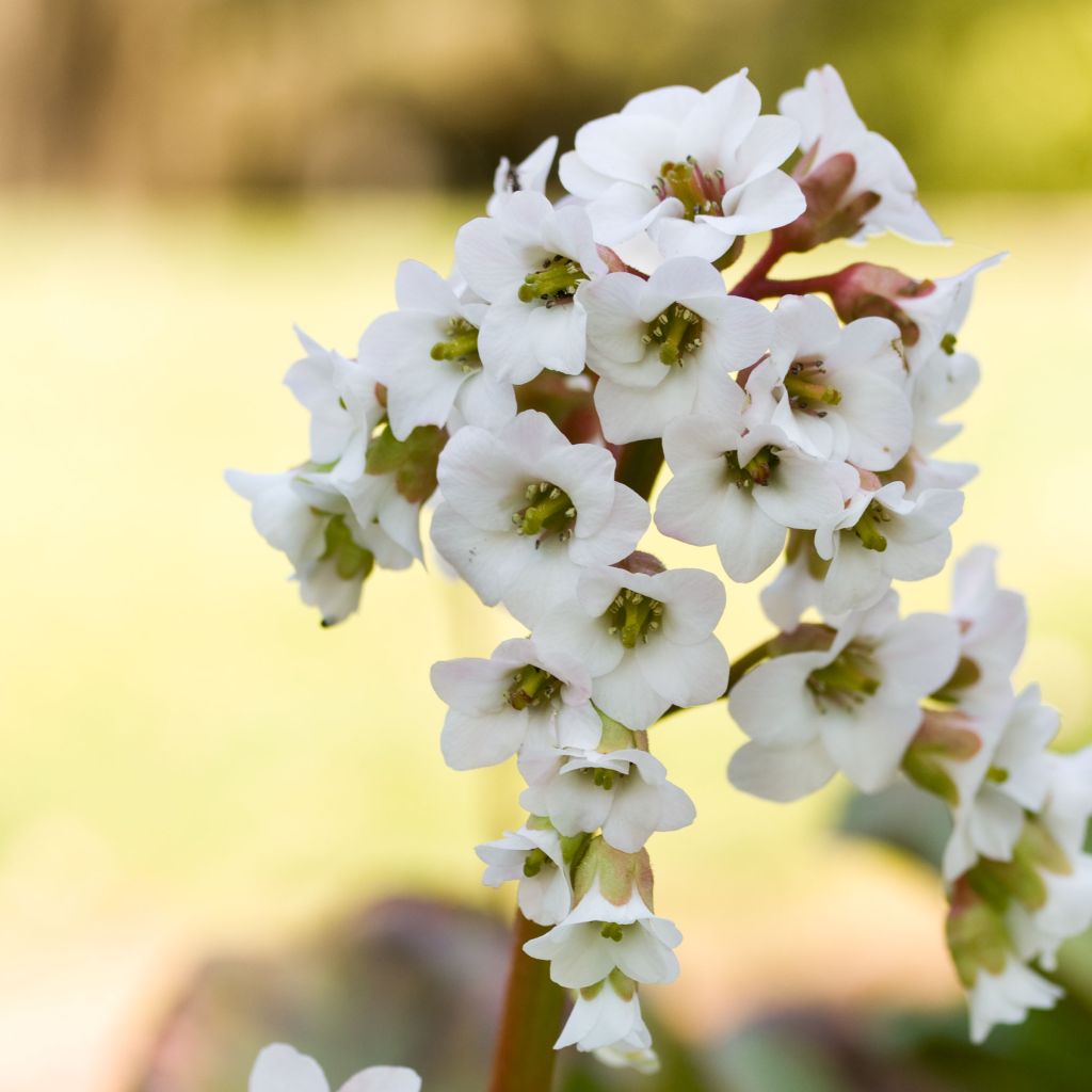 Bergenia Bressingham White - Bergenie