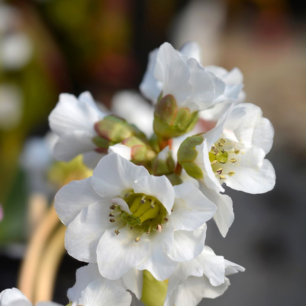 Bergenia Bressingham White - Bergenie