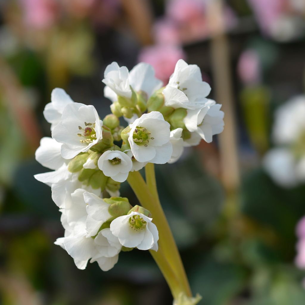 Bergenia Bressingham White - Bergenie