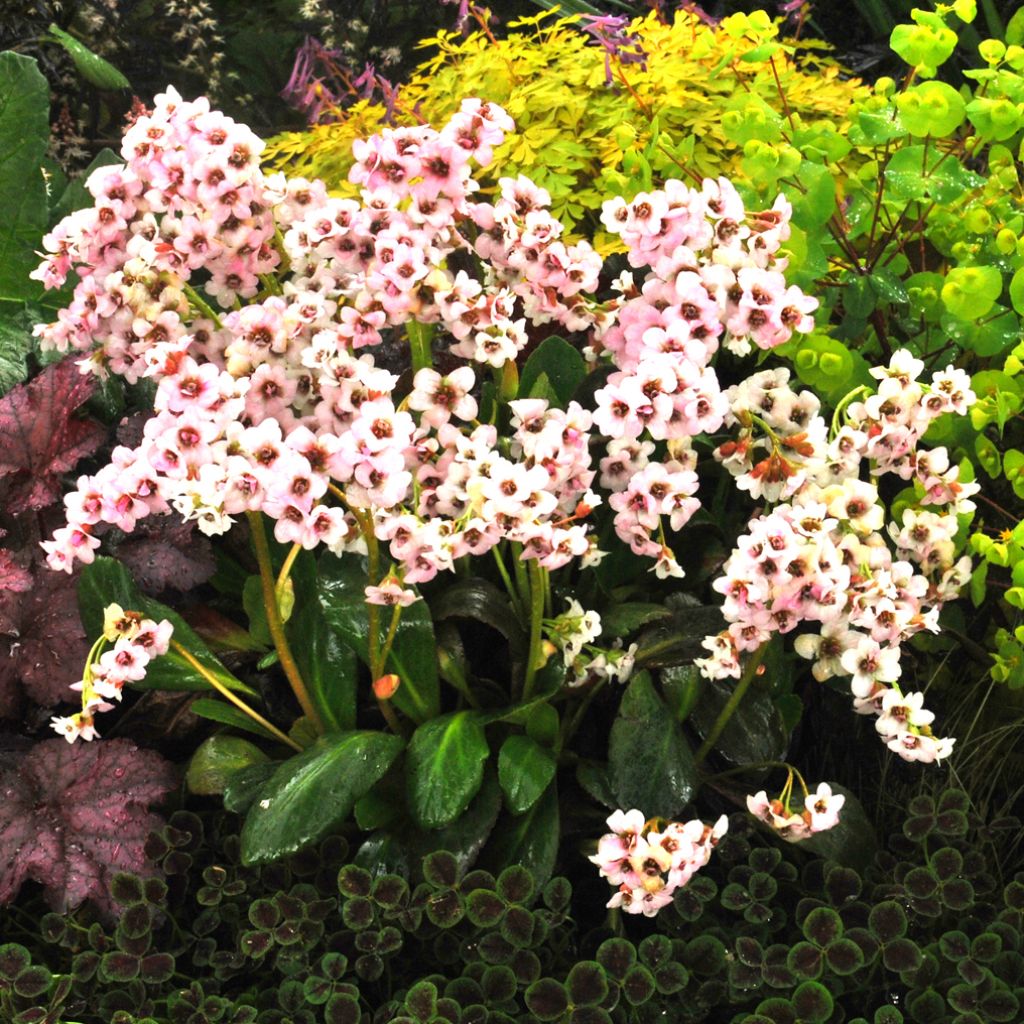 Bergenia Dragonfly Angel Kiss - Bergenie