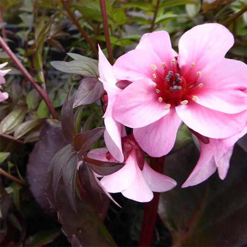 Bergenia cordifolia Dragonfly Sakura - Bergenie