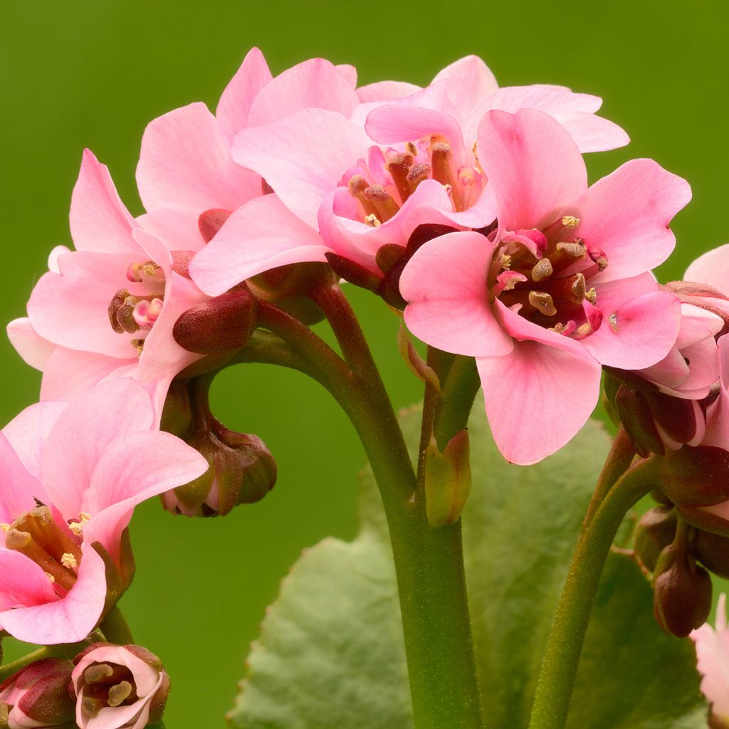 Bergenia cordifolia Dragonfly Sakura - Bergenie