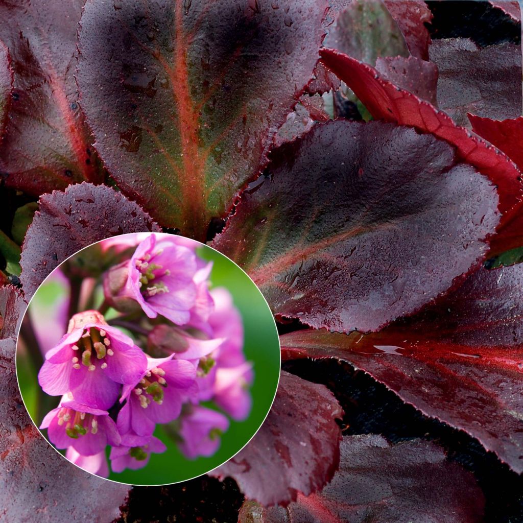 Bergenia Eden's Dark Magic - Bergenie