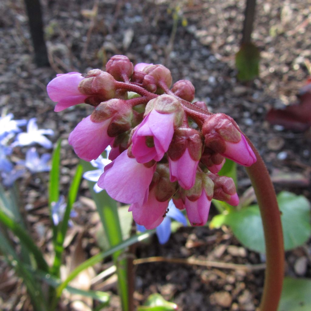 Bergenia Eden's Magic Giant - Bergenie