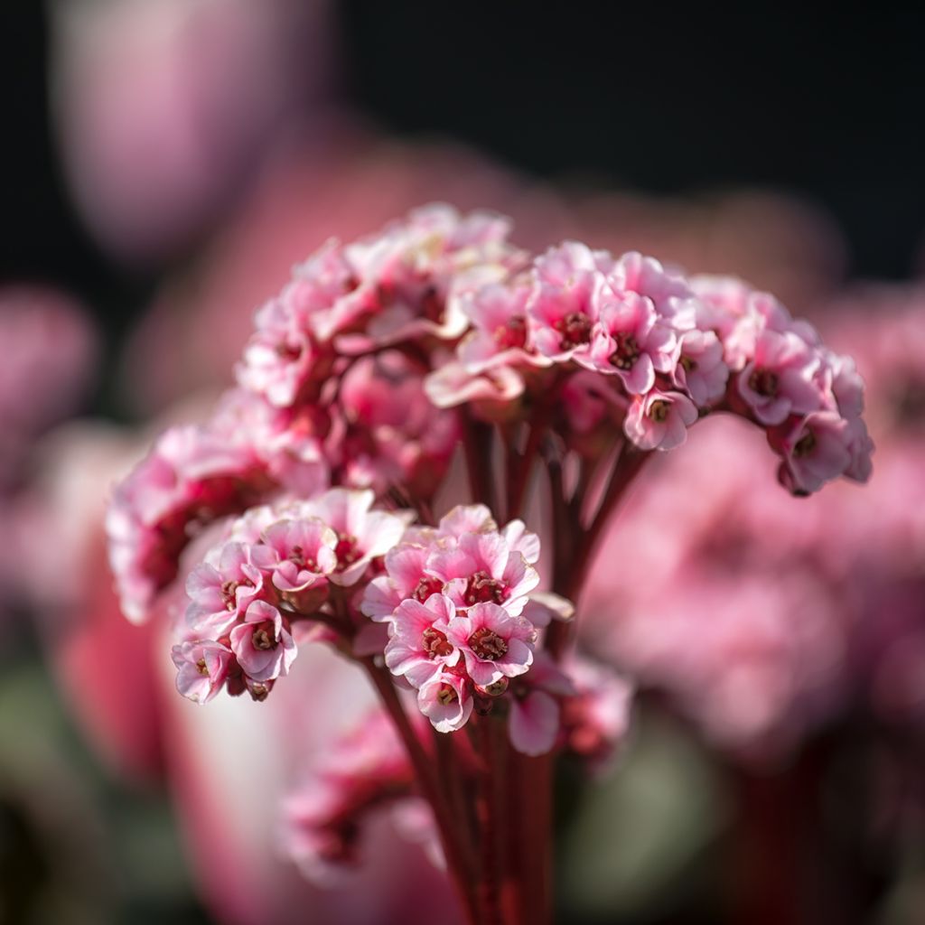 Bergenia Eden's Magic Giant - Bergenie